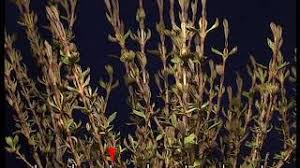 Image result for Myrothamnus flabellifolius