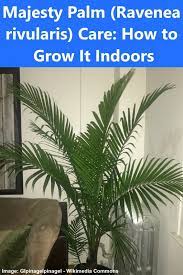 Majesty Palm Ravenea Rivularis Care How To Grow It Indoors Majesty Palm Palm Plant Care Indoor Palm Trees