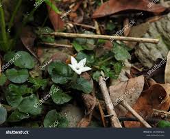 Image result for Geophila repens