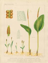 Image result for Ophioglossum vulgatum