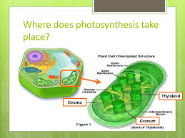 Maybe you would like to learn more about one of these? Photosynthesis Food From Light And Air Ppt Download