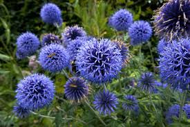 Image result for globe thistle