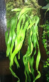 Image result for Ophioglossum convexum