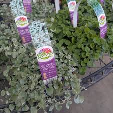 Image result for Hypoestes cancellata