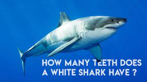 How many teeth does a shark go through in its lifetime? How Many Teeth Does A White Shark Have Passport Ocean