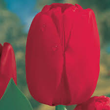 The tepals are deep red at the base, then rosy with ivory white edges, giving a rippled effect. Red Dynasty Tulip Breck S