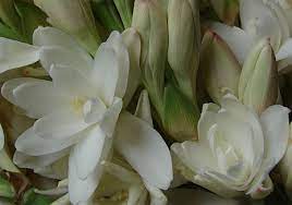 Blog Top 14 Aphrodisiac Essential Oils Natural Scents Of All Time Scent Garden Fragrant Plant Fragrant Flowers