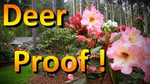 They will be open to the public for an event on saturday.credit.randy harris for the in time, these practices degrade the plant's immune system, making it vulnerable to insects like leafminer, mite and psyllid, and diseases like leaf spot. The Best Deer Resistant Plants To Include In Your Landscape Youtube