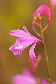 Image result for Blotiella sinuata