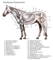 Anatomie Ina Gusmer Lubeck Alternativ Therapie Muskelentspannung Physiotherapie Athrose Leistungssteigerung Sport Pferd Anatomie Anatomie Pferd