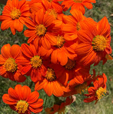 Image result for Tithonia