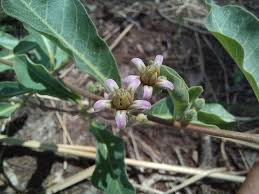 Image result for Raphionacme lanceolata