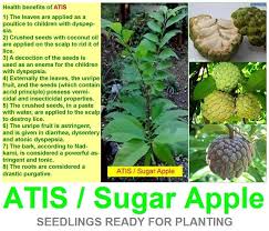 The fruit also well known as custard apples. Facebook