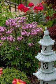 Image result for Cleome elegantissima