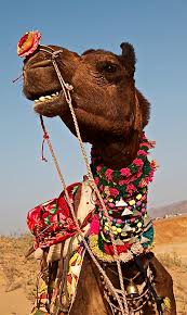 Nope, you're not yet until you get the white riding camel loot code from wow tcg loot! Pin On Cultural Immersion