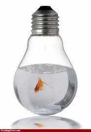 Pin On Fish Bowls