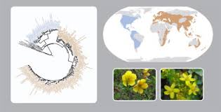 Image result for Hypericum quartinianum