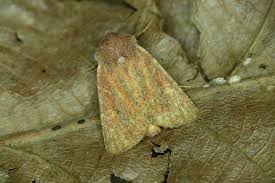 Image result for Photedes fluxa