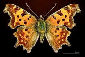 Image result for Polygonia c-album