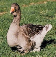 However, the larger ones that have been bred for commercial operations will likely have a fairly substantial dewlap in place. All About Heavy Goose Breeds Backyard Poultry