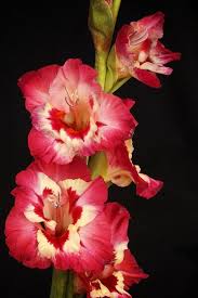 August Birth Flowers Are The Gladiolus And Poppy Gladiolus Meaning Of Flowers Is Preparedness Strength S August Birth Flower Gladiolus Flower Birth Flowers