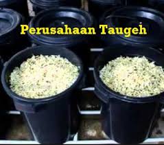 Cara mudah tanam taugeh di rumah, lepas 4 hari dah boleh goreng | taugeh merupakan antara sayur yang mendapat sambutan di pasaran. Anim Agro Technology Penanaman Taugeh Part 1