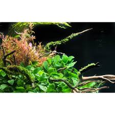 Image result for Rotala filiformis