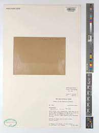 Image result for Genlisea subglabra