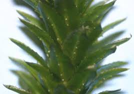 Image result for Hydrilla
