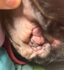 Image result for abscess dog's ear flap