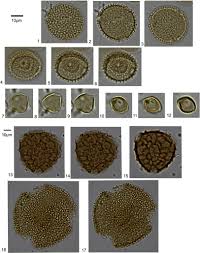 Image result for Celosia stuhlmanniana