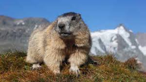 Maybe you would like to learn more about one of these? Die Murmeltiere Putzige Alpenbewohner Am Grossglockner