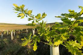 Image result for oak sapling