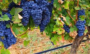 Image result for Vigna