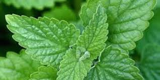 11 Plantes Anti Moustique Que Vous Devriez Avoir Chez Vous