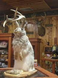 Check spelling or type a new query. The World S Scariest Rabbit Lurks Within The Smithsonian S Collection Smithsonian Institution