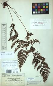 Image result for Athyrium schimperi