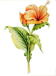 Pin By Havana On Flowers Sketching Color Pencil Art Flower Art Painting Flower Drawing