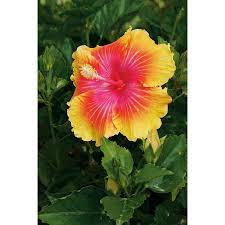 Shop 2 Gallon Bicolor Bahama Bay Enlightenment Hibiscus Flowering Shrub Lw03228 At Lowes Com Flowering Shrubs Hibiscus Shrubs