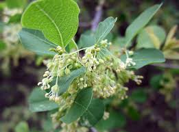 Image result for Flueggea virosa