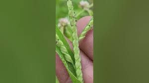 Image result for Urochloa panicoides