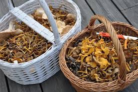 We did not find results for: I Funghi Fanno Male Al Fegato Mr Loto