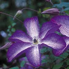 Prune group 3 clematis in february in the south and in early march in the north. Clematis Venosa Violacea At Wayside Gardens