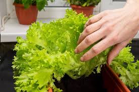 Maybe you would like to learn more about one of these? Indoor Salad Garden Project Bonnie Plants