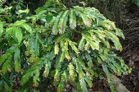 Image result for Anisophylleaceae