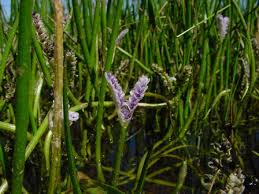 Image result for Aponogeton junceus