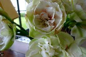 Amaryllis From French Essence Amaryllis Flowers Flower Essences Amaryllis
