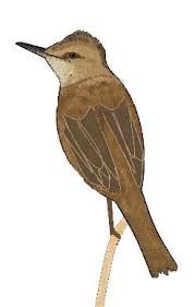 Image result for Erythrocephalum decipiens