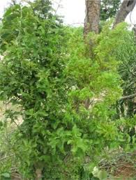 Image result for Balanites pedicellaris