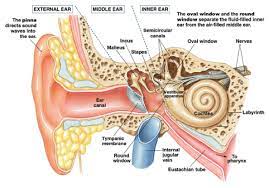 The ear consists of three parts: Afbeeldingsresultaat Voor Middle Ear Anatomy Ear Anatomy Middle Ear Anatomy Middle Ear